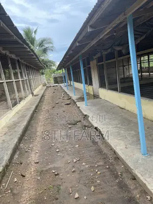 Poultry Farm Pens Available for Rent
