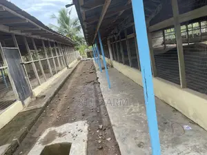Poultry Farm Pens Available for Rent