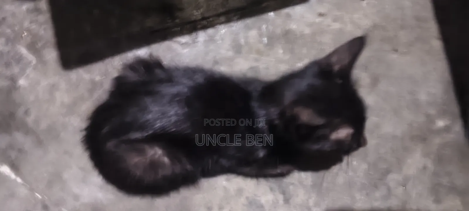 3-6 months Female Mixed Breed Cat