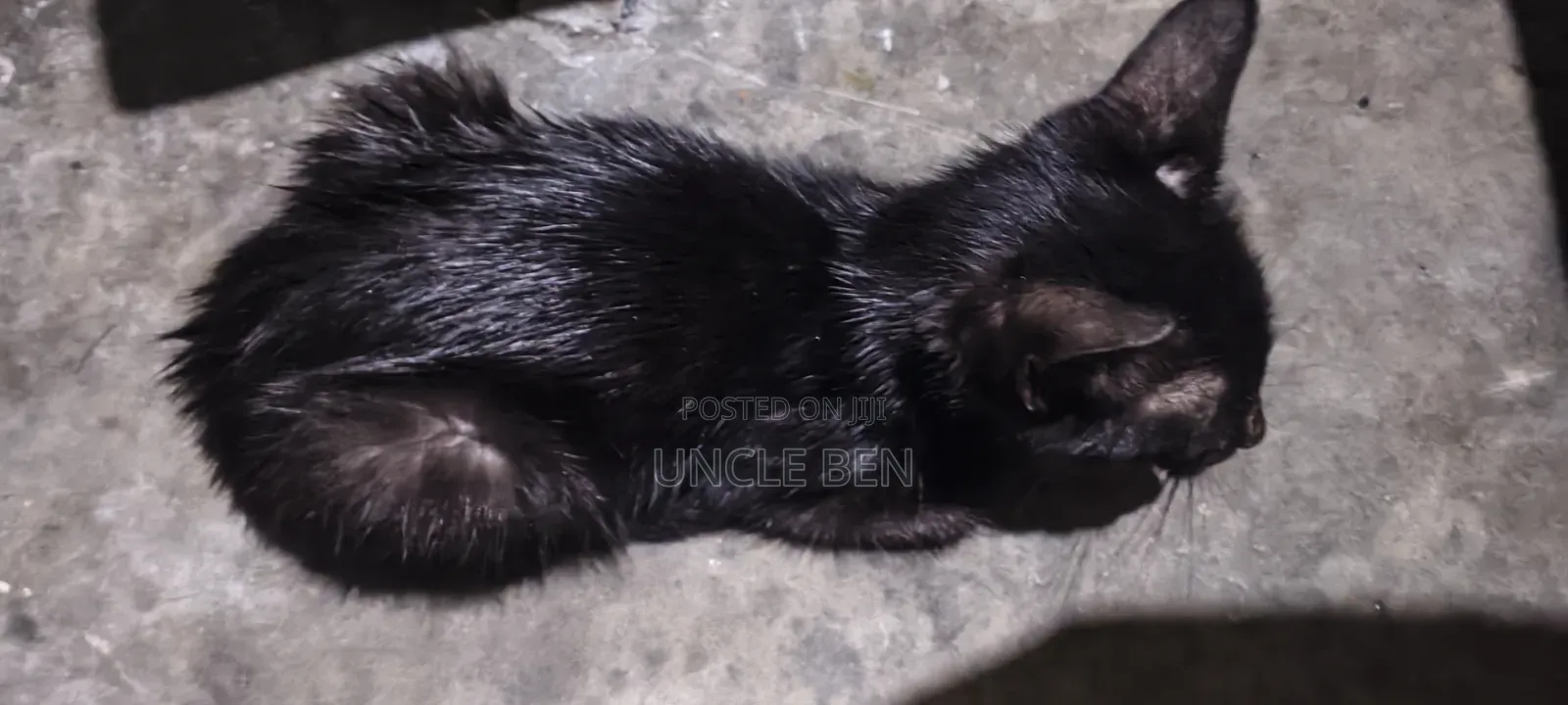 3-6 months Female Mixed Breed Cat