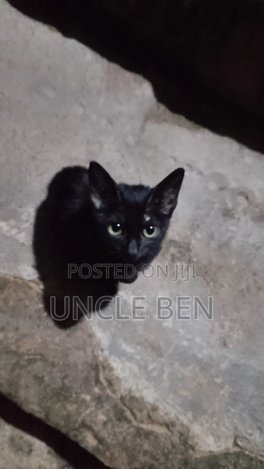 3-6 months Female Mixed Breed Cat