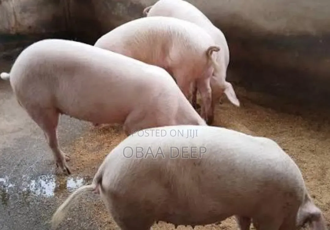Whole Full Fresh Pork