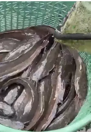 Ren’S Farm Premium Catfish Supply