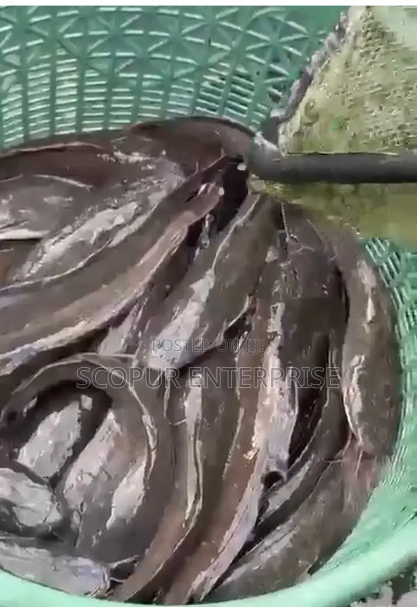 Ren’S Farm Premium Catfish Supply