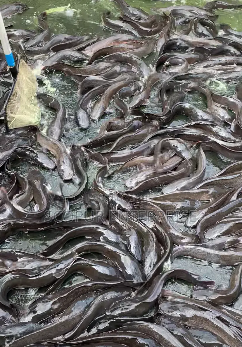 Ren’S Farm Premium Catfish Supply