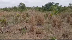 Registered Land for Sale at Gomoa Dominase Close to District Assembly