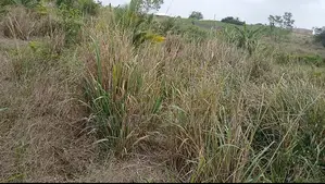 Registered Land for Sale at Gomoa Dominase Close to District Assembly