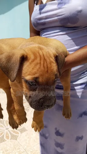 1-3 months Male Mixed Breed Bullmastiff