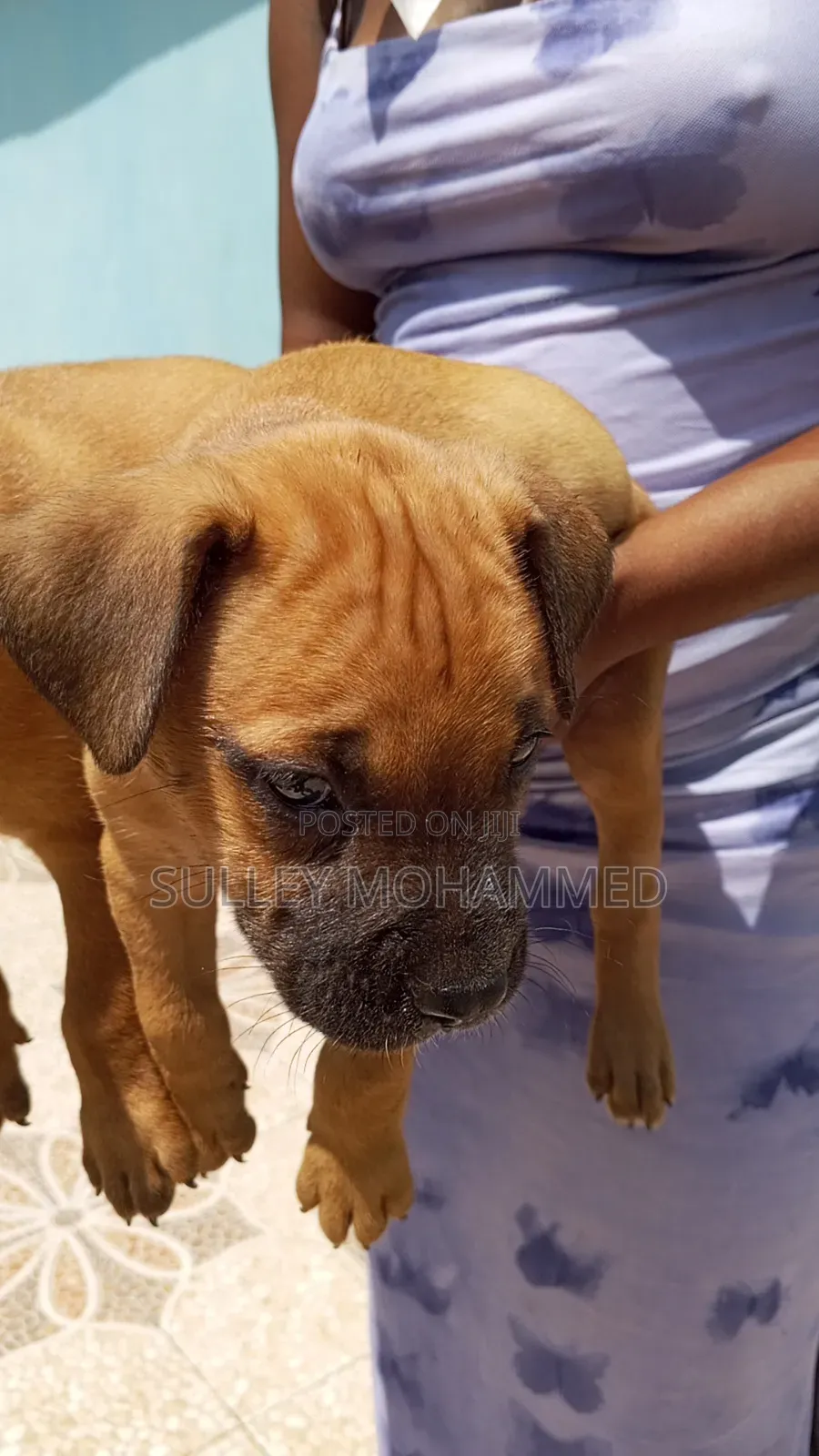 1-3 months Male Mixed Breed Bullmastiff