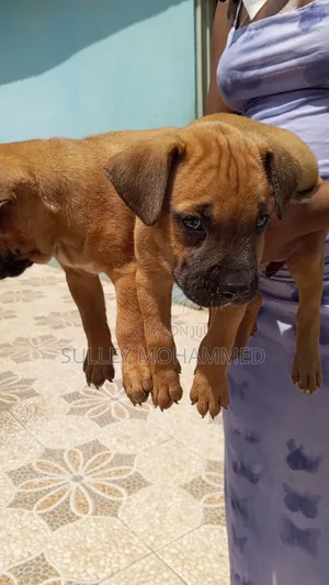 1-3 months Male Mixed Breed Bullmastiff