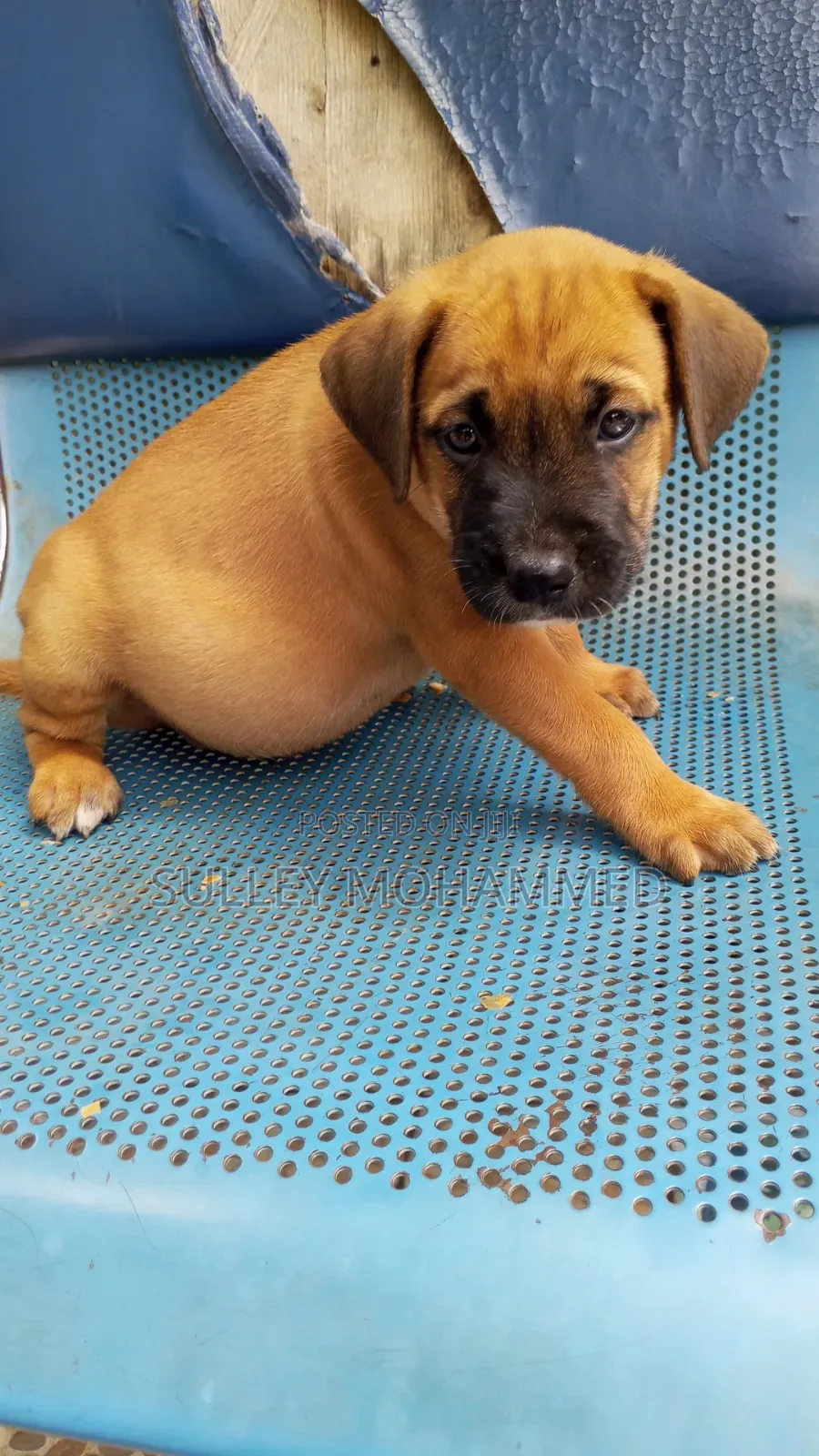 1-3 months Male Mixed Breed Bullmastiff