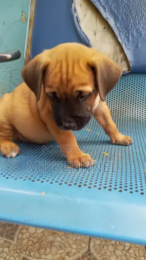 1-3 months Male Mixed Breed Bullmastiff