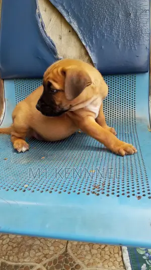 1-3 months Male Mixed Breed Bullmastiff