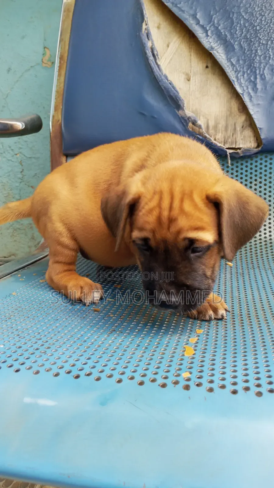 1-3 months Male Mixed Breed Bullmastiff