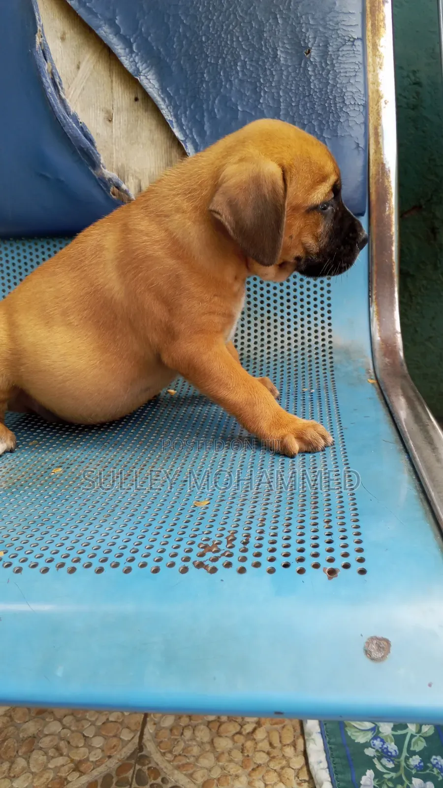1-3 months Female Mixed Breed Bullmastiff