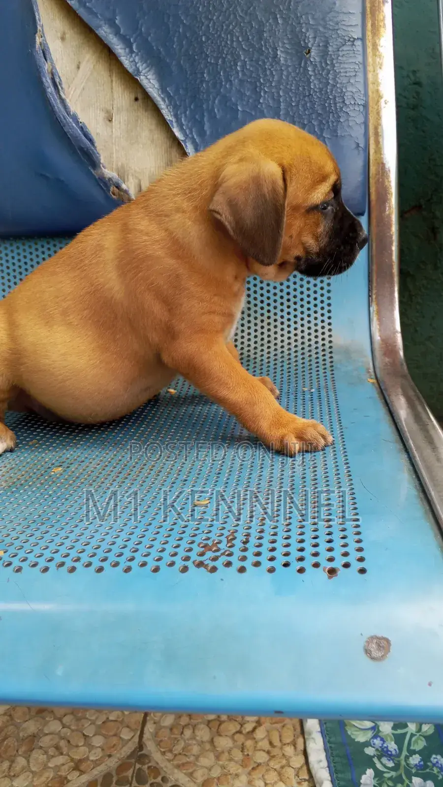 1-3 months Female Mixed Breed Bullmastiff