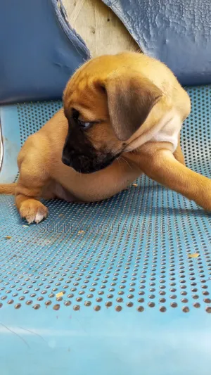 1-3 months Female Mixed Breed Bullmastiff
