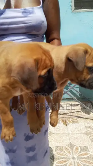 1-3 months Female Mixed Breed Bullmastiff