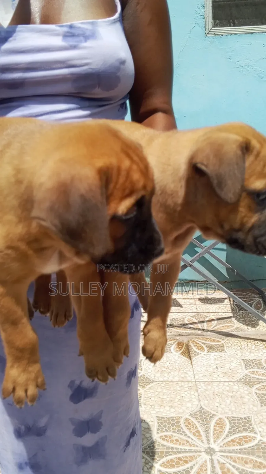 1-3 months Female Mixed Breed Bullmastiff