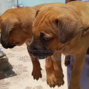 1-3 months Female Mixed Breed Bullmastiff