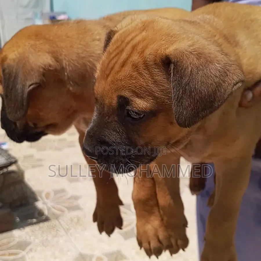 1-3 months Female Mixed Breed Bullmastiff