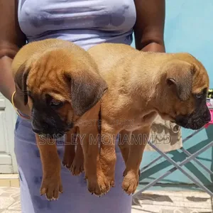 1-3 months Female Mixed Breed Bullmastiff