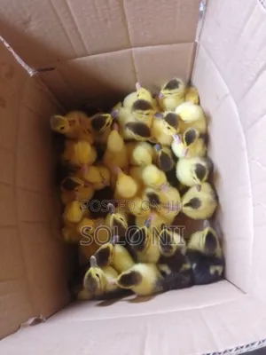 Muscovy Ducklings