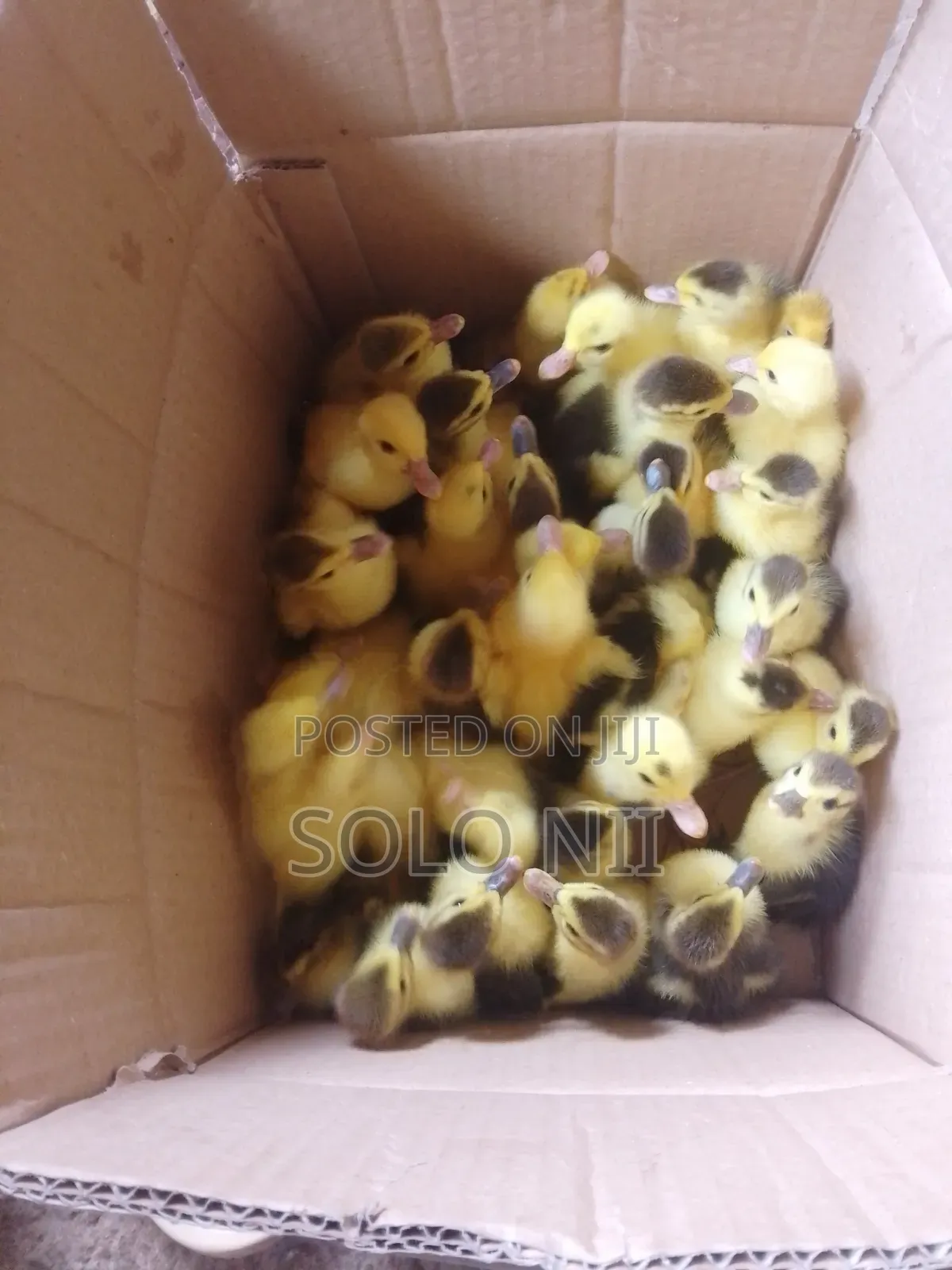 Muscovy Ducklings