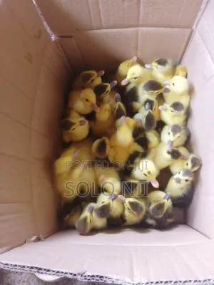 Muscovy Ducklings