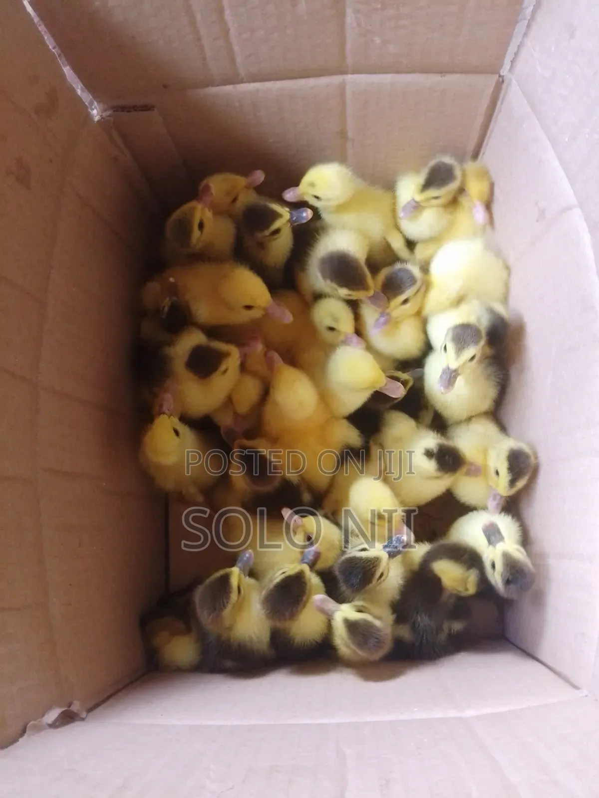 Muscovy Ducklings