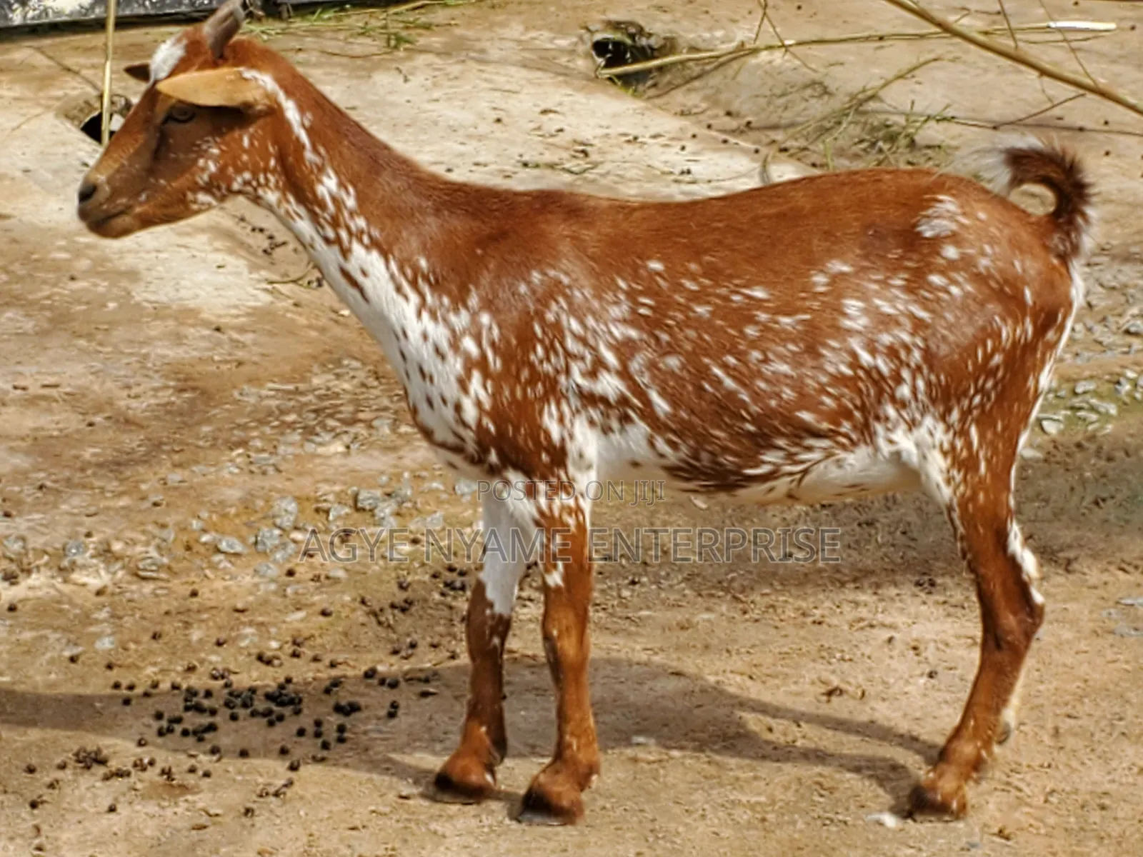 Pregnant Matured Goats