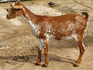 Pregnant Matured Goats
