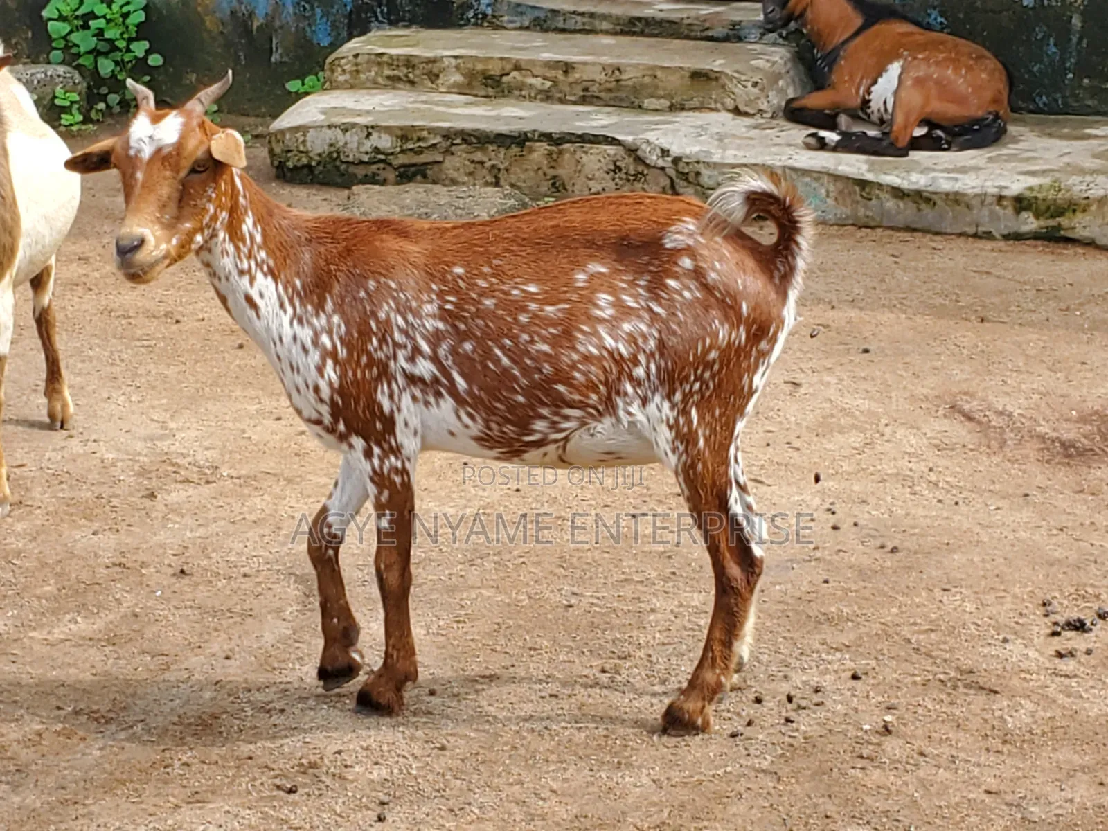 Pregnant Matured Goats
