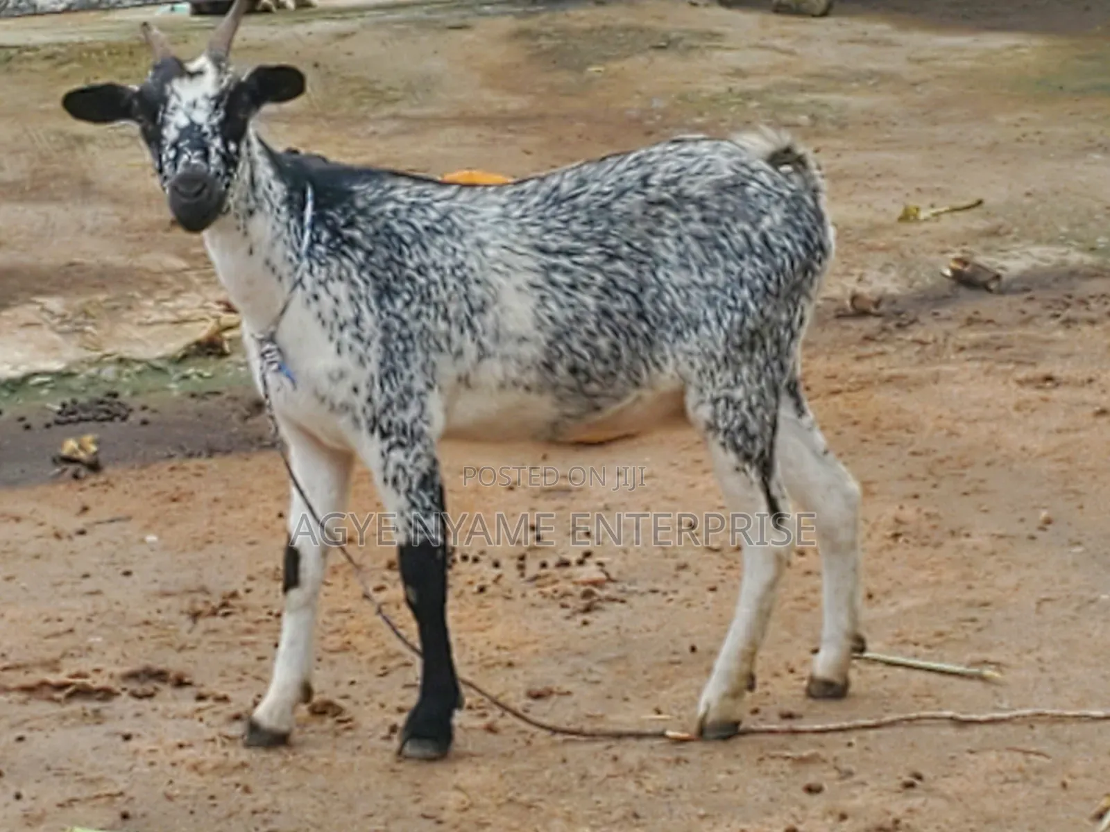 Pregnant Matured Goats