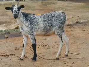 Pregnant Matured Goats