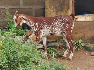 Pregnant Matured Sokoto Red Goats