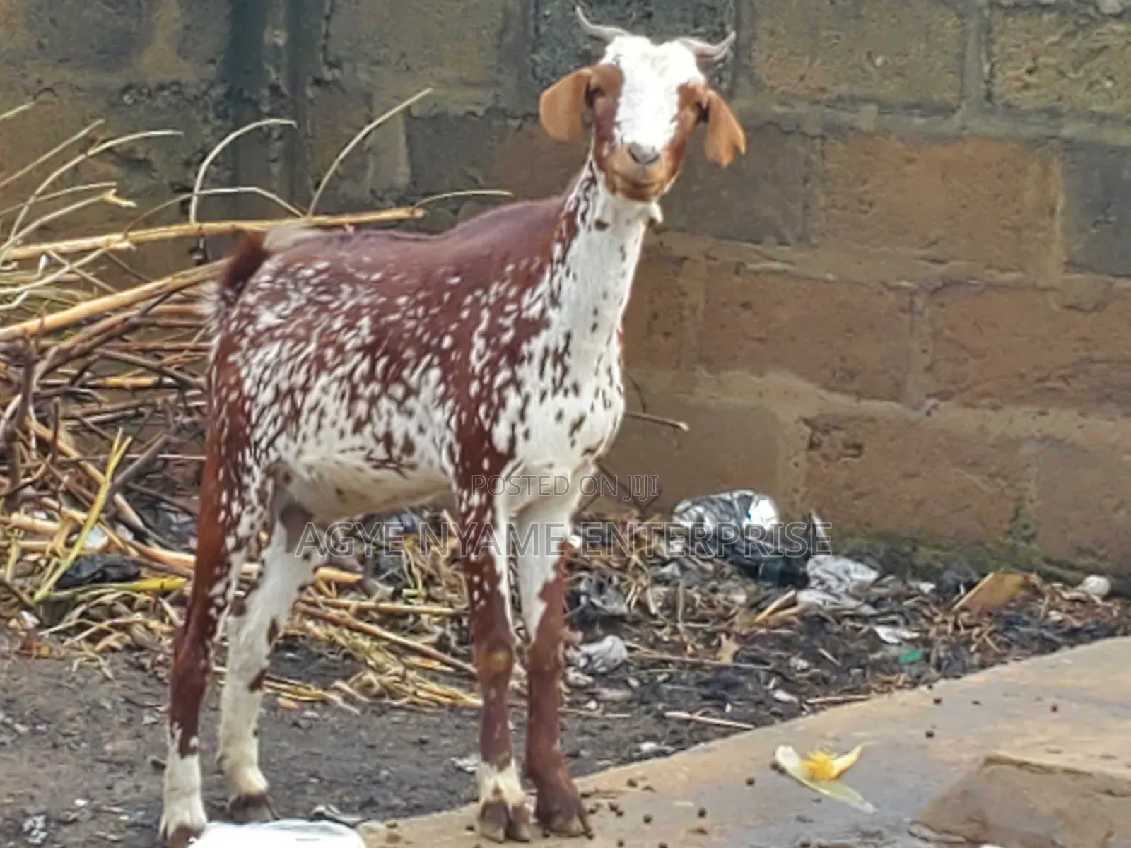 Pregnant Matured Goats