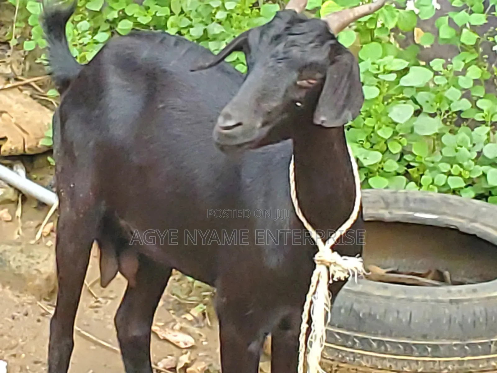 Pregnant Matured Goats