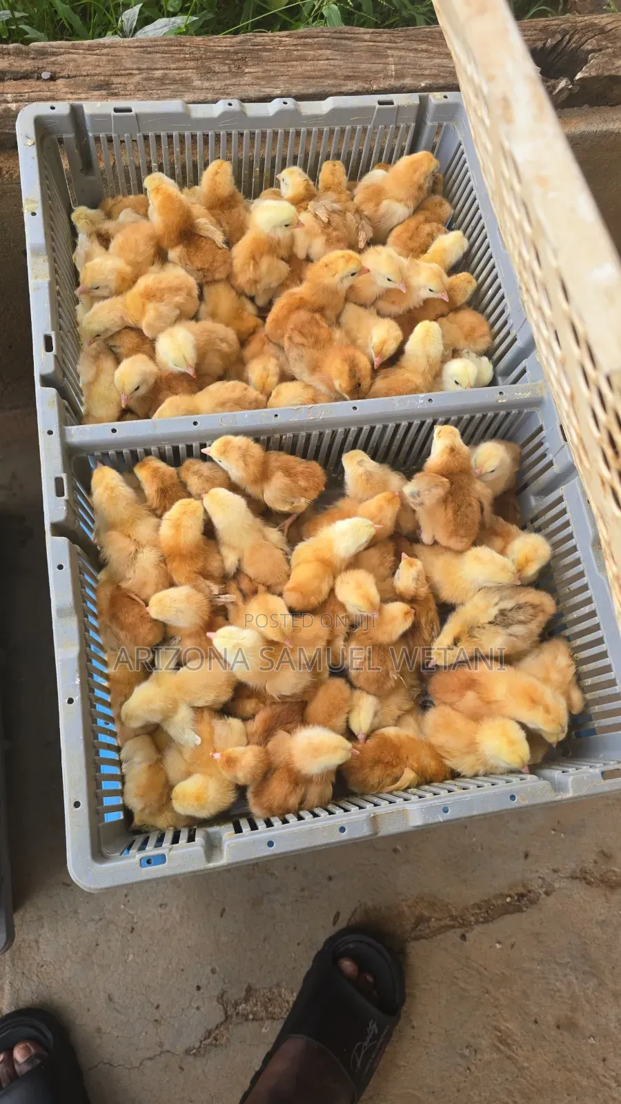 Day Old Layers and Broilers (Lohman)