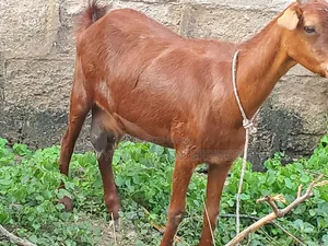 Pregnant Matured Goats