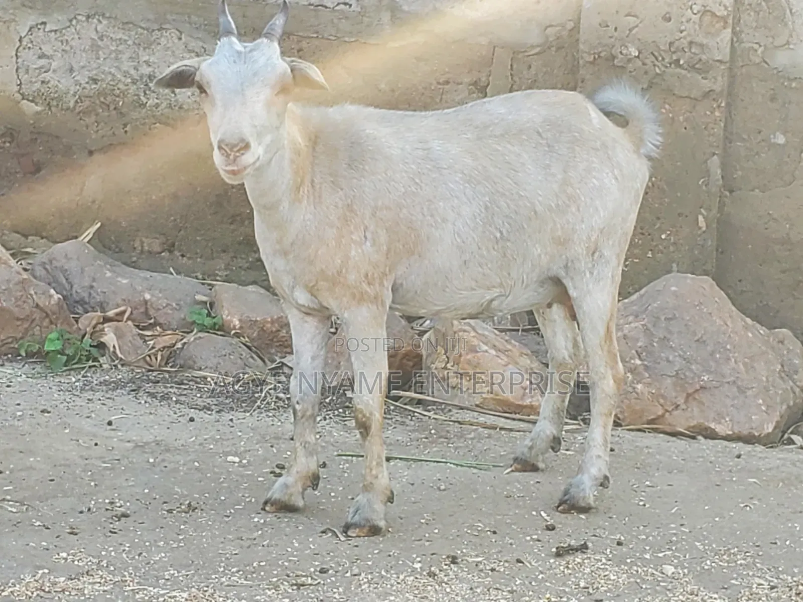 Pregnant Matured Goats