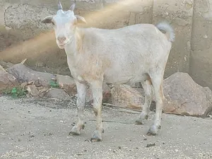 Pregnant Matured Goats