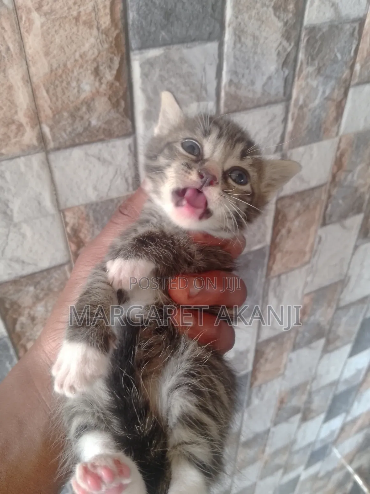 1-3 months Male Mixed Breed American Shorthair