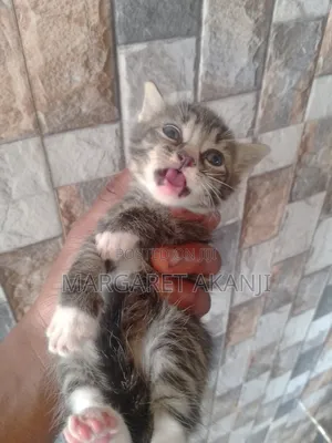 1-3 months Male Mixed Breed American Shorthair