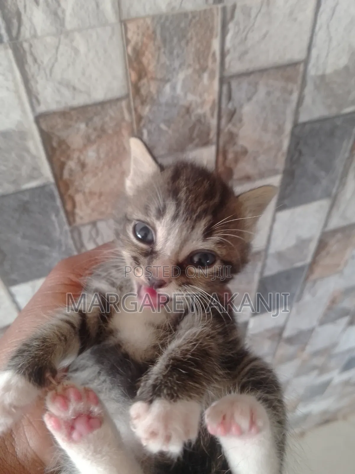 1-3 months Male Mixed Breed American Shorthair