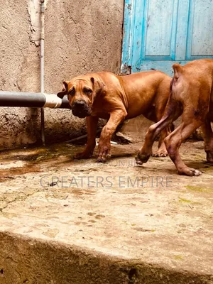 3-6 months Male Purebred Boerboel