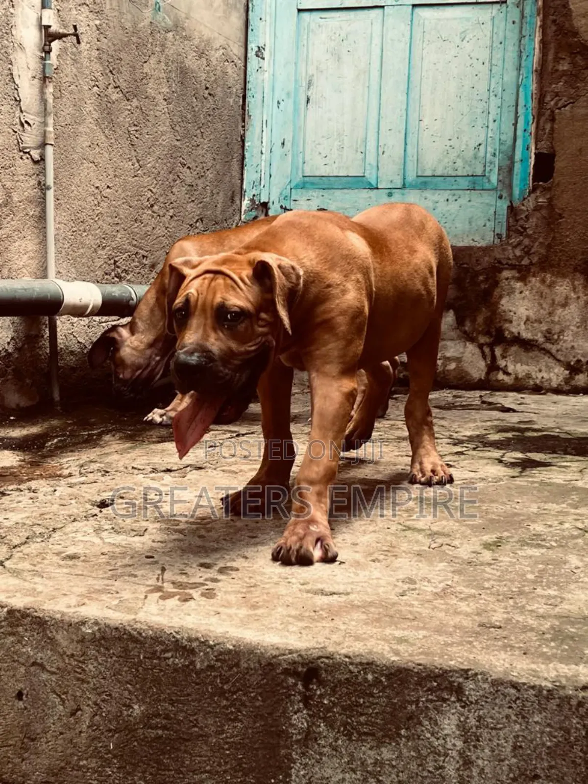 3-6 months Male Purebred Boerboel
