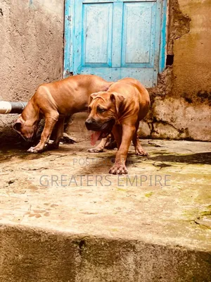 3-6 months Male Purebred Boerboel