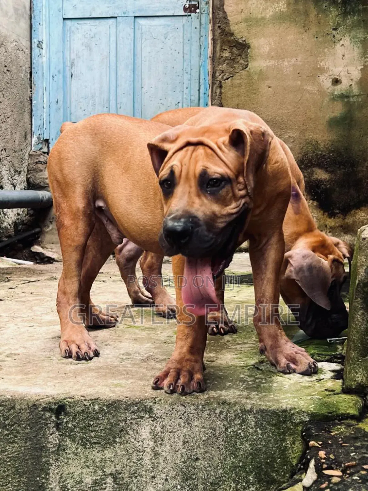 3-6 months Male Purebred Boerboel