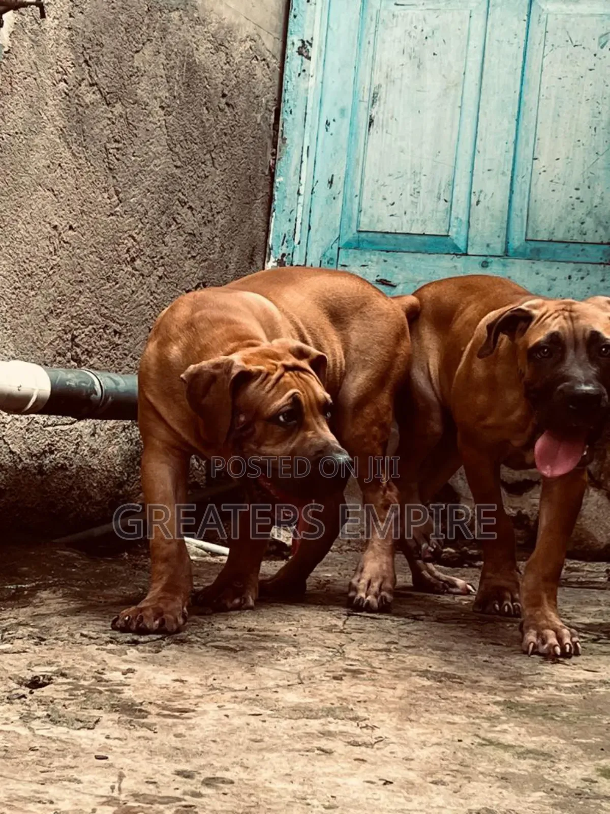 3-6 months Male Purebred Boerboel